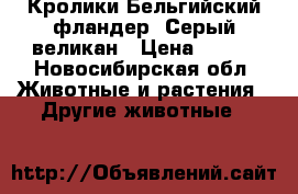 Кролики Бельгийский фландер ,Серый великан › Цена ­ 500 - Новосибирская обл. Животные и растения » Другие животные   